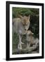 Coyote and Her Pup-DLILLC-Framed Photographic Print