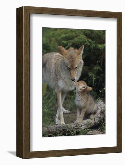 Coyote and Her Pup-DLILLC-Framed Photographic Print