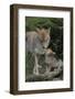 Coyote and Her Pup-DLILLC-Framed Photographic Print