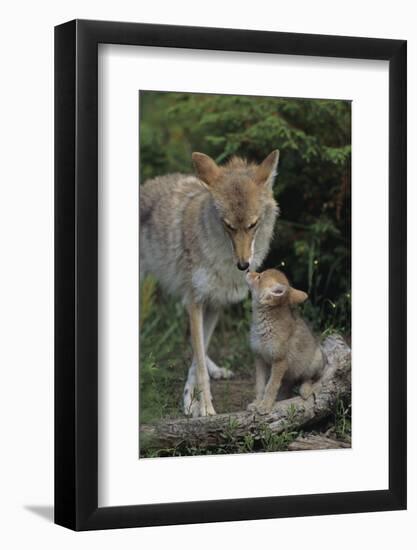 Coyote and Her Pup-DLILLC-Framed Photographic Print