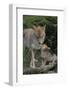 Coyote and Her Pup-DLILLC-Framed Photographic Print