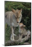 Coyote and Her Pup-DLILLC-Mounted Photographic Print