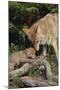 Coyote and Her Pup-DLILLC-Mounted Photographic Print