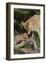 Coyote and Her Pup-DLILLC-Framed Photographic Print