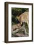 Coyote and Her Pup-DLILLC-Framed Photographic Print