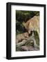 Coyote and Her Pup-DLILLC-Framed Photographic Print