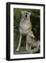 Coyote and Her Pup-DLILLC-Framed Photographic Print