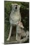 Coyote and Her Pup-DLILLC-Mounted Photographic Print