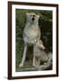 Coyote and Her Pup-DLILLC-Framed Photographic Print