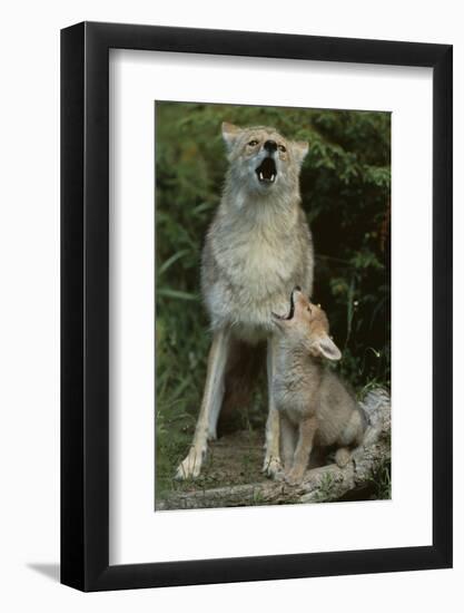 Coyote and Her Pup-DLILLC-Framed Photographic Print