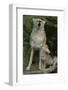 Coyote and Her Pup-DLILLC-Framed Photographic Print