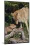 Coyote and Her Pup-DLILLC-Mounted Photographic Print