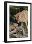 Coyote and Her Pup-DLILLC-Framed Photographic Print