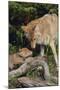 Coyote and Her Pup-DLILLC-Mounted Photographic Print