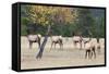 Coyote and Herd of Elk-Ken Archer-Framed Stretched Canvas