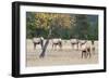 Coyote and Herd of Elk-Ken Archer-Framed Photographic Print