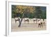 Coyote and Herd of Elk-Ken Archer-Framed Photographic Print