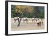 Coyote and Herd of Elk-Ken Archer-Framed Photographic Print