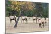 Coyote and Herd of Elk-Ken Archer-Mounted Photographic Print