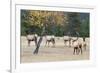 Coyote and Herd of Elk-Ken Archer-Framed Photographic Print