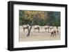 Coyote and Herd of Elk-Ken Archer-Framed Premium Photographic Print