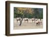 Coyote and Herd of Elk-Ken Archer-Framed Photographic Print