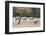 Coyote and Herd of Elk-Ken Archer-Framed Photographic Print