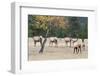 Coyote and Herd of Elk-Ken Archer-Framed Photographic Print