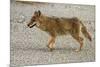 Coyote at Badwater Basin, Death Valley NP, Mojave Desert, California-David Wall-Mounted Photographic Print