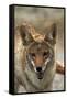 Coyote at Badwater Basin, Death Valley NP, Mojave Desert, California-David Wall-Framed Stretched Canvas