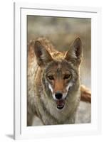 Coyote at Badwater Basin, Death Valley NP, Mojave Desert, California-David Wall-Framed Photographic Print