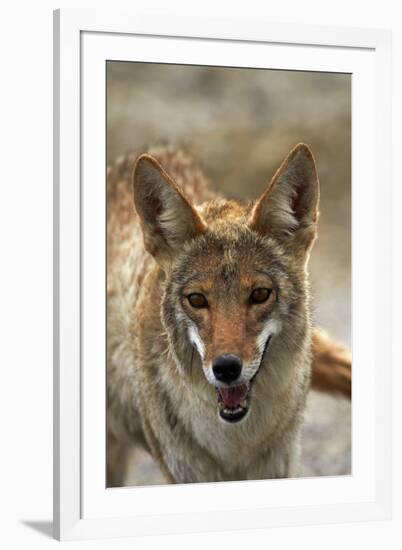 Coyote at Badwater Basin, Death Valley NP, Mojave Desert, California-David Wall-Framed Photographic Print