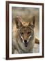 Coyote at Badwater Basin, Death Valley NP, Mojave Desert, California-David Wall-Framed Photographic Print