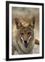 Coyote at Badwater Basin, Death Valley NP, Mojave Desert, California-David Wall-Framed Photographic Print