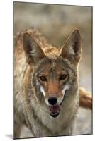 Coyote at Badwater Basin, Death Valley NP, Mojave Desert, California-David Wall-Mounted Photographic Print