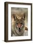 Coyote at Badwater Basin, Death Valley NP, Mojave Desert, California-David Wall-Framed Photographic Print