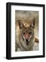 Coyote at Badwater Basin, Death Valley NP, Mojave Desert, California-David Wall-Framed Photographic Print