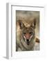 Coyote at Badwater Basin, Death Valley NP, Mojave Desert, California-David Wall-Framed Photographic Print