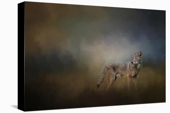 Coyote at Shiloh-Jai Johnson-Stretched Canvas