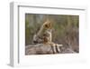 Coyote at the Arizona Sonoran Desert Museum in Tucson, Arizona, USA-Chuck Haney-Framed Photographic Print