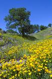 California Poppies and Oak Trees-coyote-Framed Photographic Print