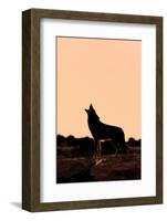 Coyote (Canis latrans) adult, howling, silhouetted at sunrise in high desert, Monument Valley-Jurgen & Christine Sohns-Framed Photographic Print