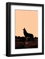 Coyote (Canis latrans) adult, howling, silhouetted at sunrise in high desert, Monument Valley-Jurgen & Christine Sohns-Framed Photographic Print