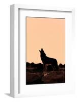 Coyote (Canis latrans) adult, howling, silhouetted at sunrise in high desert, Monument Valley-Jurgen & Christine Sohns-Framed Photographic Print