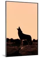 Coyote (Canis latrans) adult, howling, silhouetted at sunrise in high desert, Monument Valley-Jurgen & Christine Sohns-Mounted Photographic Print