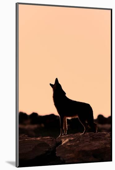 Coyote (Canis latrans) adult, howling, silhouetted at sunrise in high desert, Monument Valley-Jurgen & Christine Sohns-Mounted Photographic Print