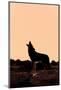 Coyote (Canis latrans) adult, howling, silhouetted at sunrise in high desert, Monument Valley-Jurgen & Christine Sohns-Mounted Photographic Print