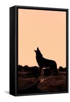 Coyote (Canis latrans) adult, howling, silhouetted at sunrise in high desert, Monument Valley-Jurgen & Christine Sohns-Framed Stretched Canvas