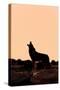 Coyote (Canis latrans) adult, howling, silhouetted at sunrise in high desert, Monument Valley-Jurgen & Christine Sohns-Stretched Canvas