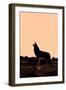 Coyote (Canis latrans) adult, howling, silhouetted at sunrise in high desert, Monument Valley-Jurgen & Christine Sohns-Framed Premium Photographic Print